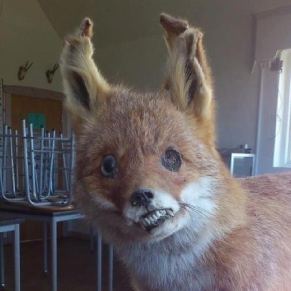 Упоротые лисы