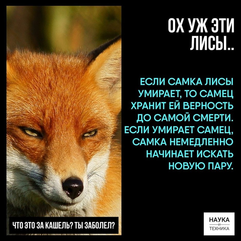 Лиса с надписью