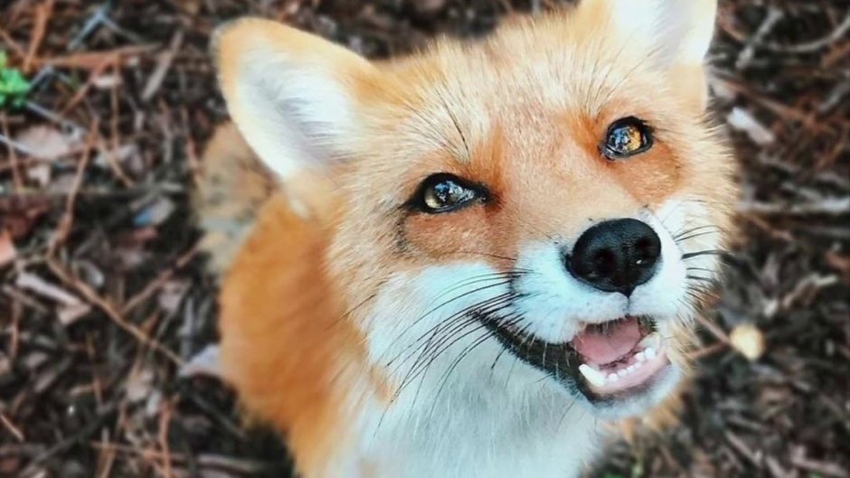 Лиса улыбается