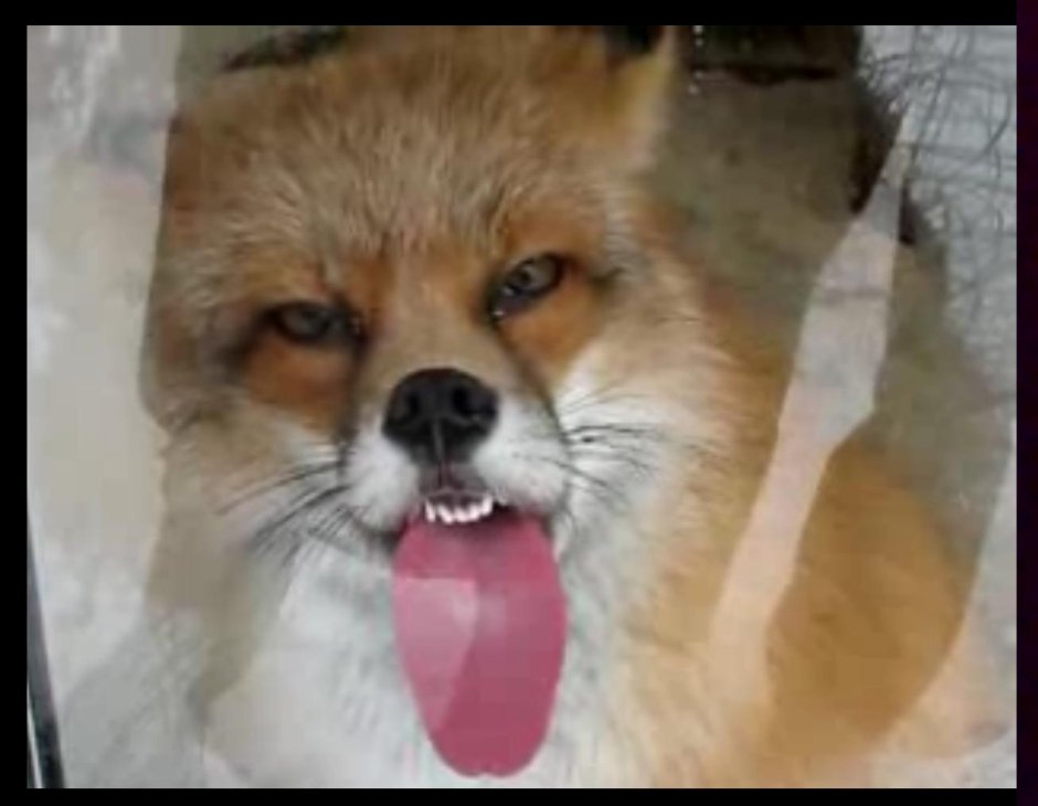 Бешеная лиса