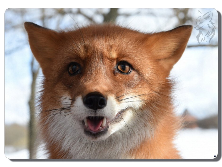 Лиса в недоумении