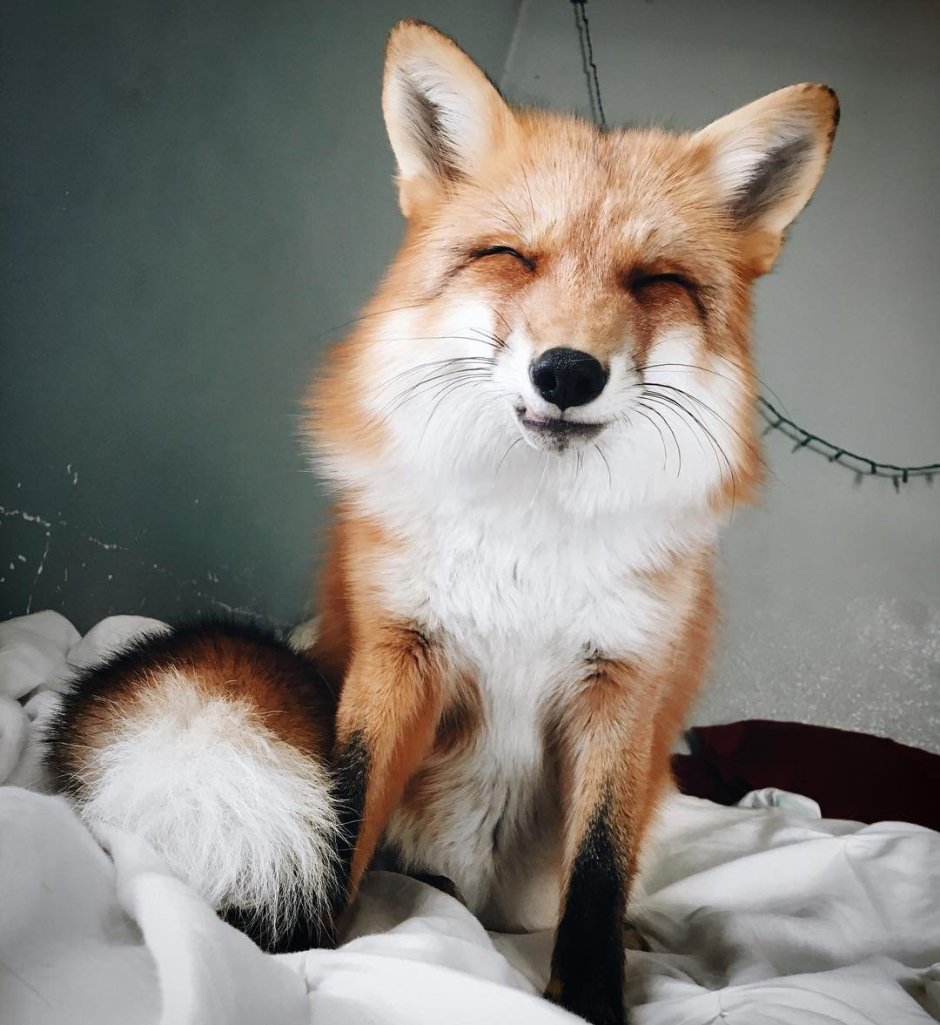 Джунипер Фокс