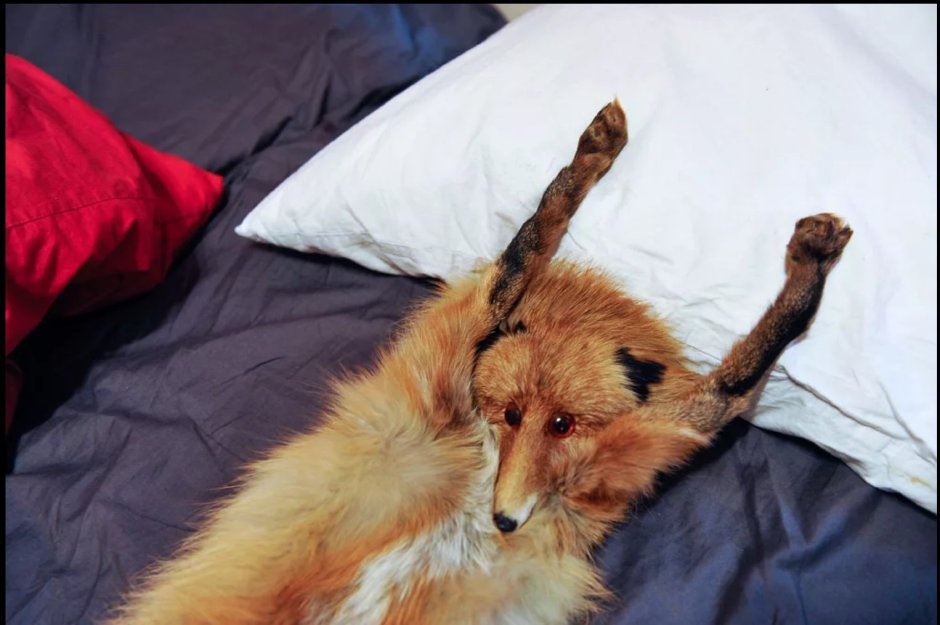 Уставшая лиса