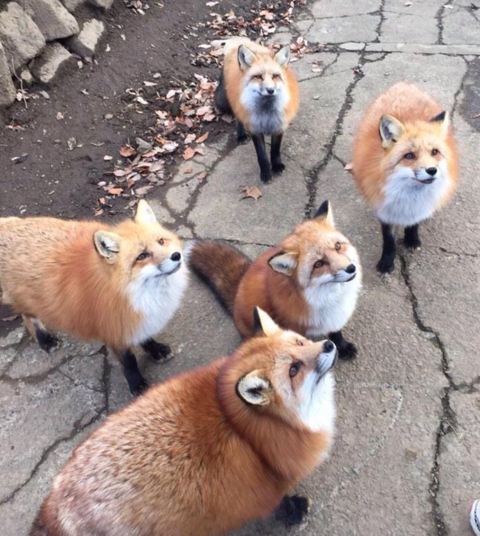 Много лисиц