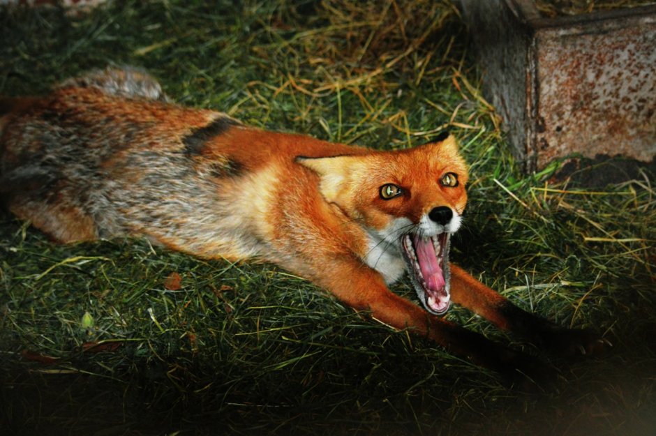 Страшная лиса