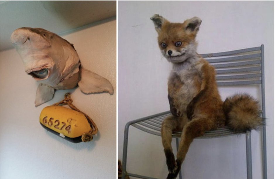 Чучело лисы на стуле