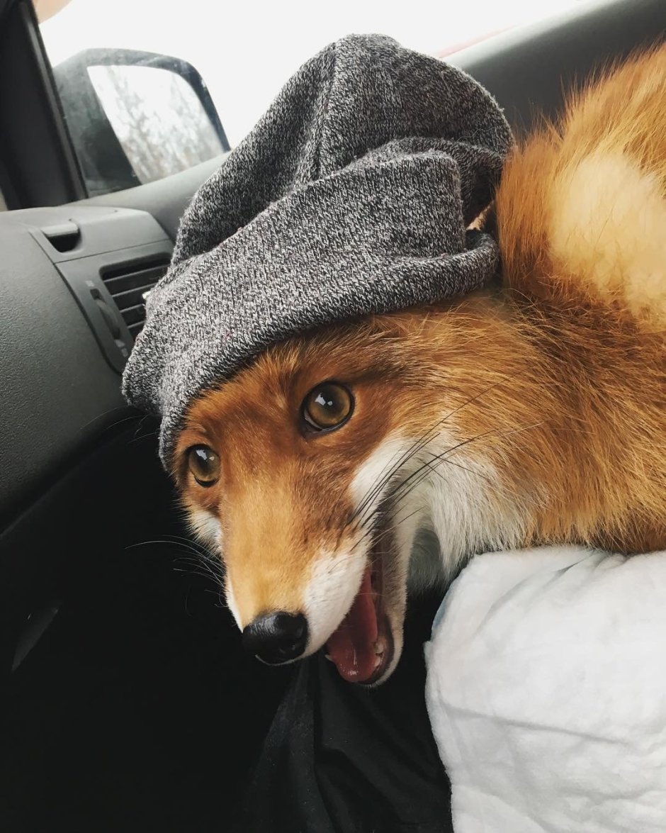 Лис в шапке
