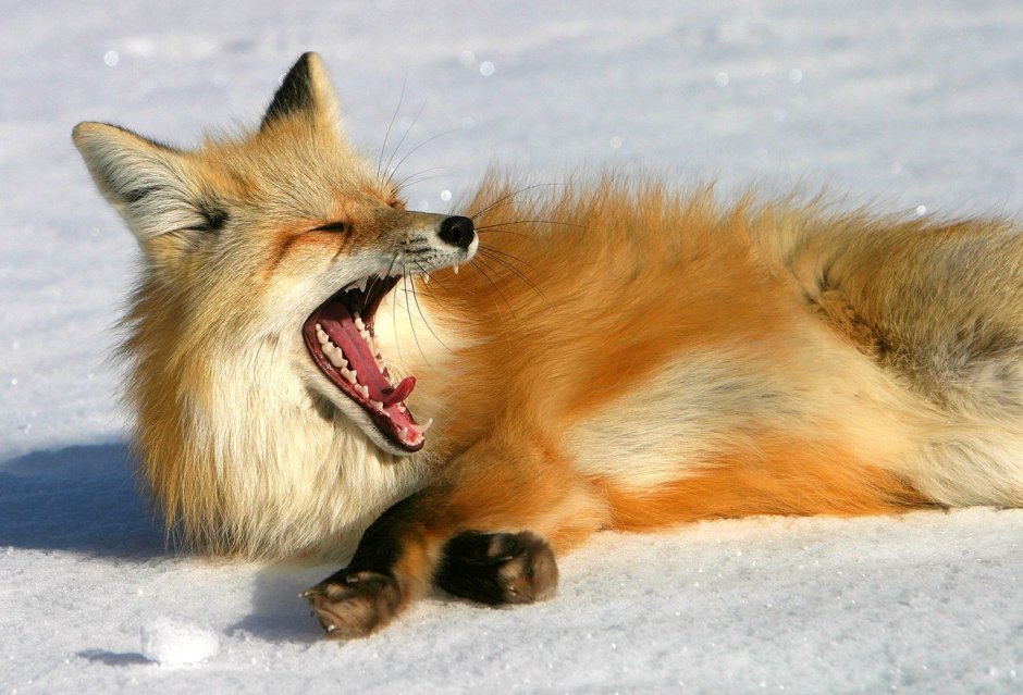 Любопытная лиса