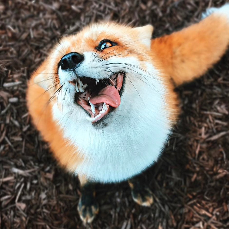 Лиса породы Джунипер