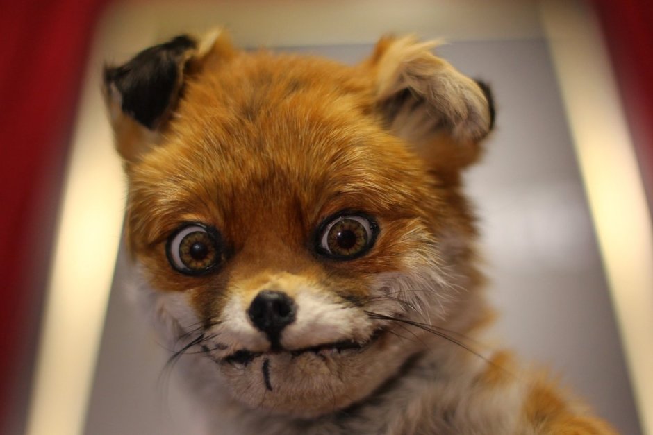 Агуарачай-Гривистый волк