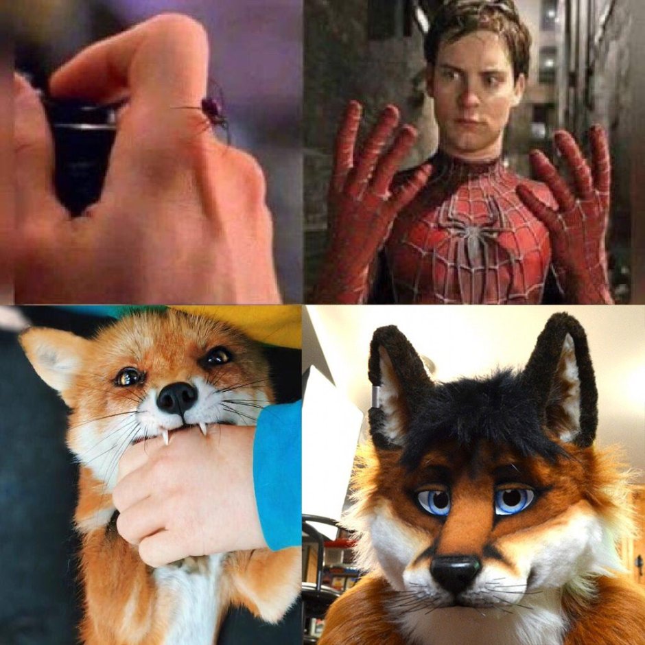 Большеухая лиса