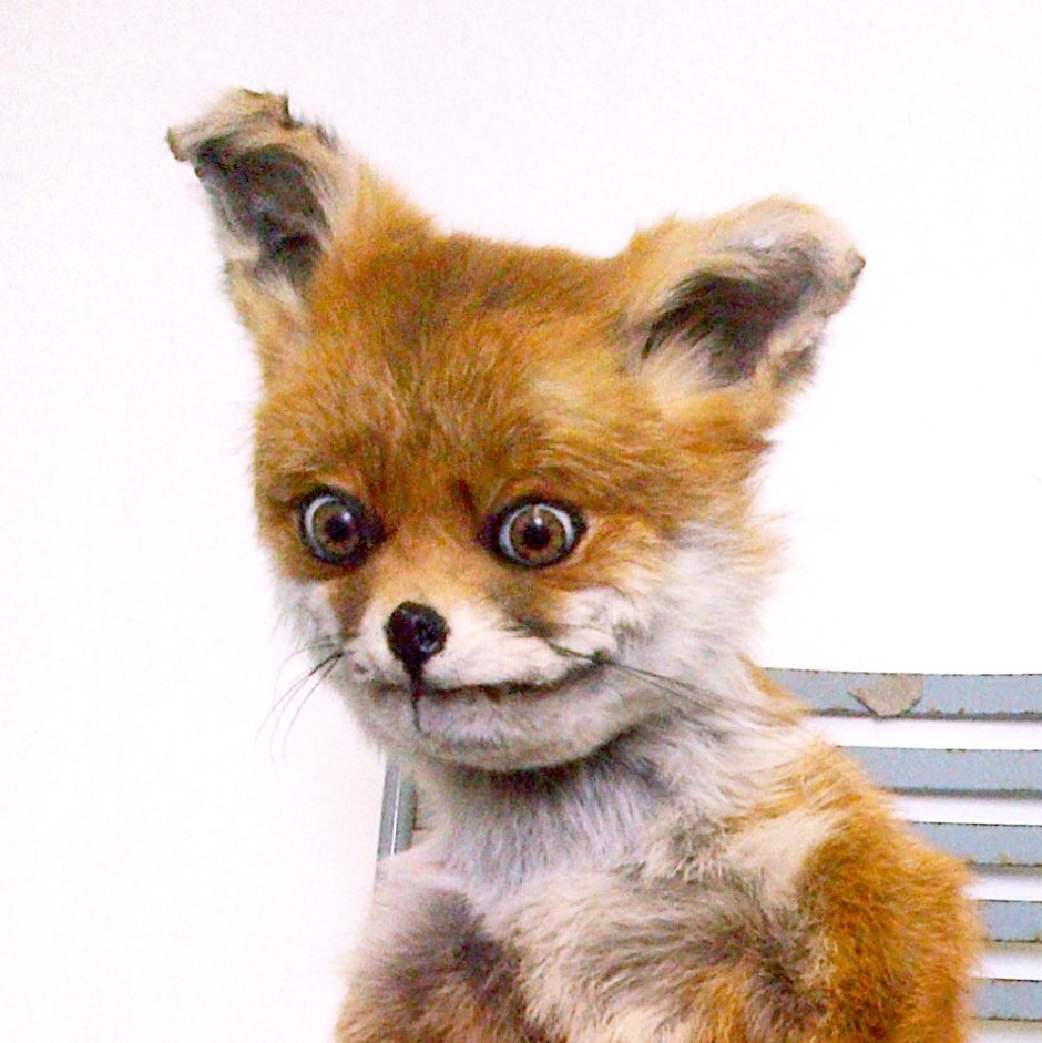 Сумасшедшая лиса