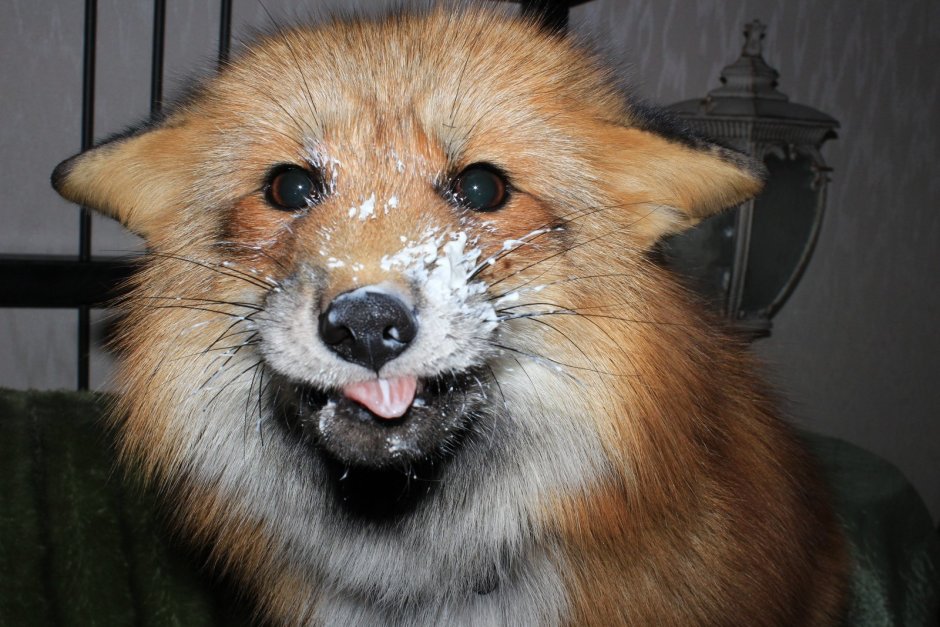 Толстая лиса