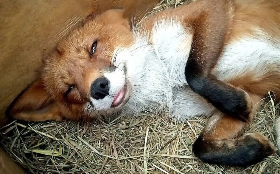 Пьяная лиса