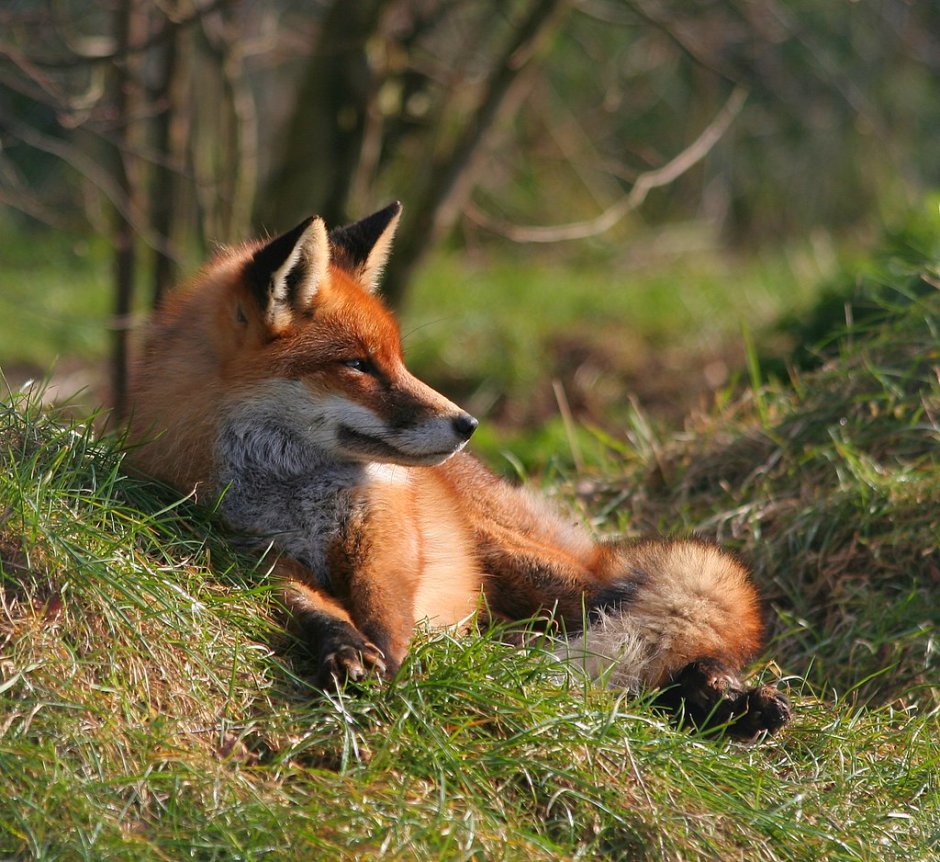Беловежская пуща лисички