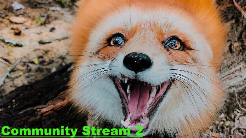 Лиса милые зубки