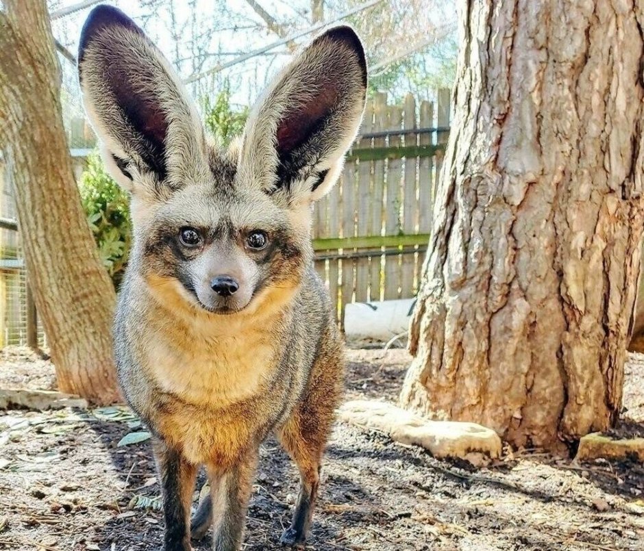 Драная лиса