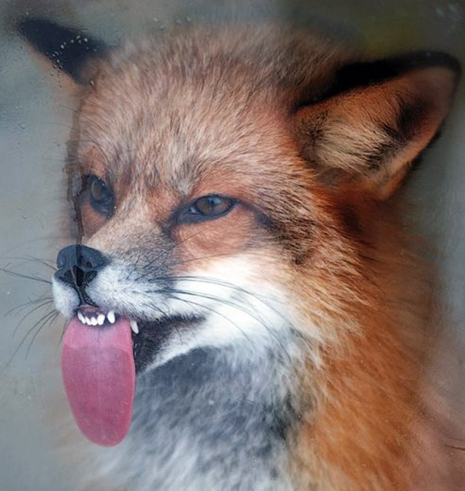 Пиздолис жаждет служить