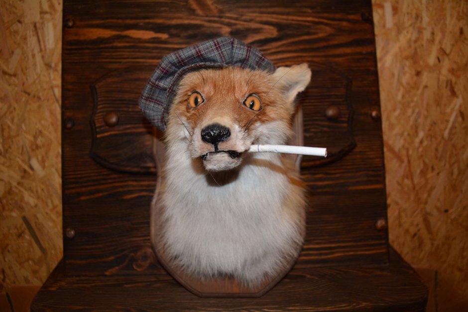 Чучело упоротой лисы