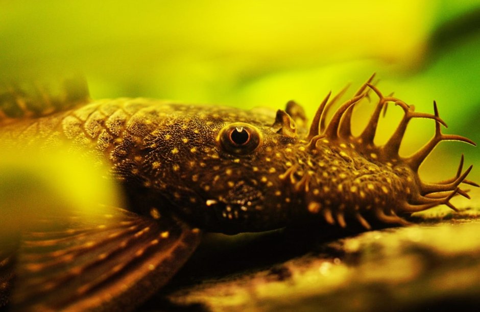 Baryancistrus xanthellus