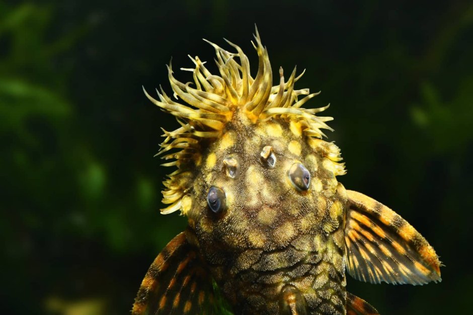 L200 Pleco