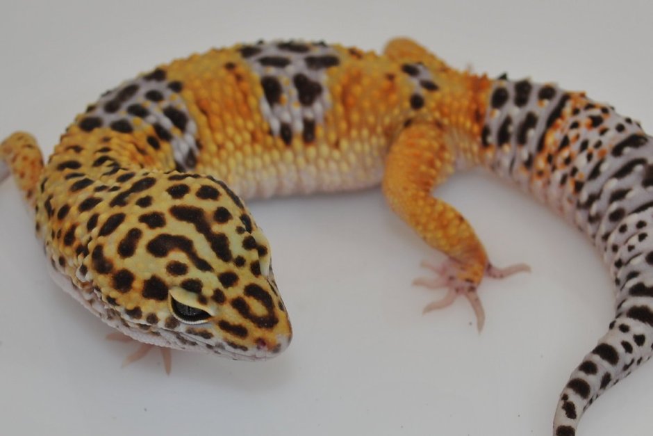 Uromastyx nigriventris