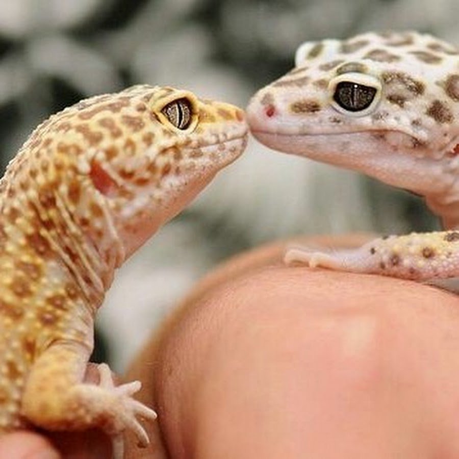 Геккон эублефар милые