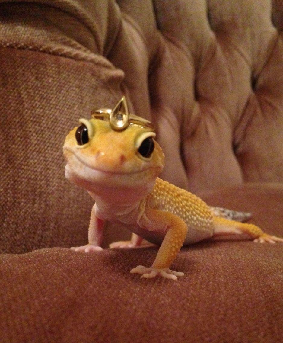 Ящерица эублефар