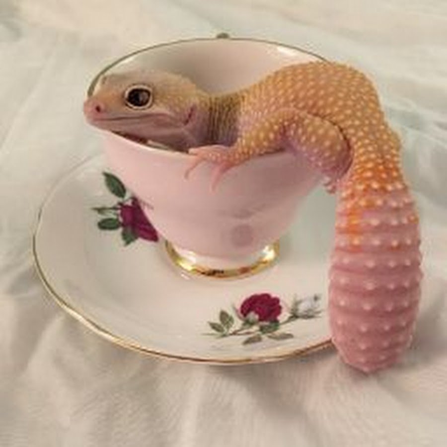 Геккон эублефар