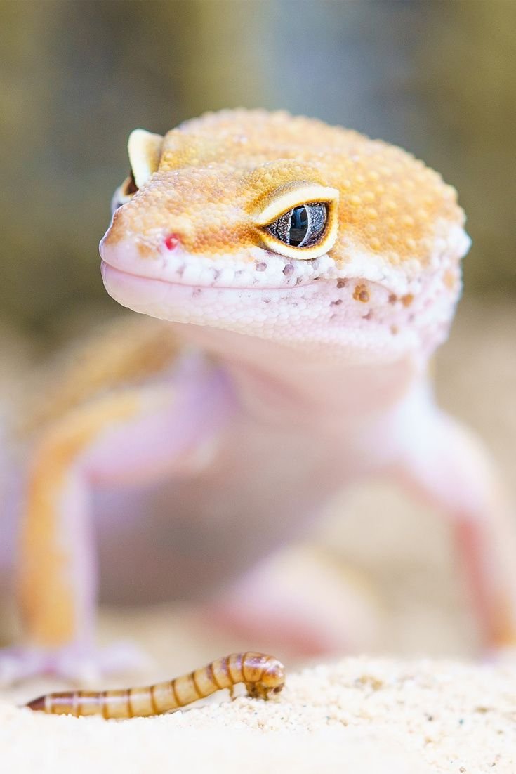 Эублефар леопардовый геккон