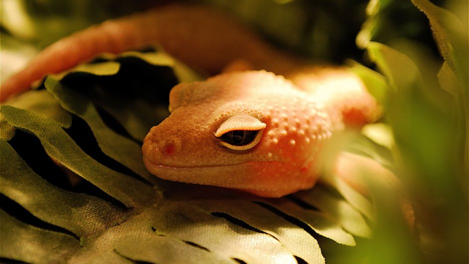 Геккон голубой эублефар