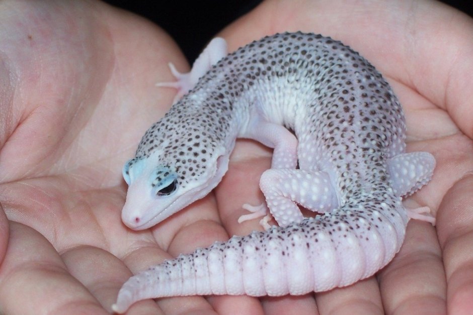 Ящерица эублефар белый