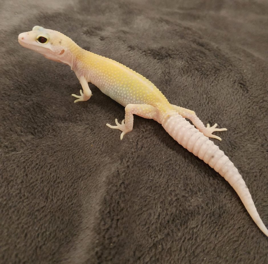 Ящерица геккон эублефар