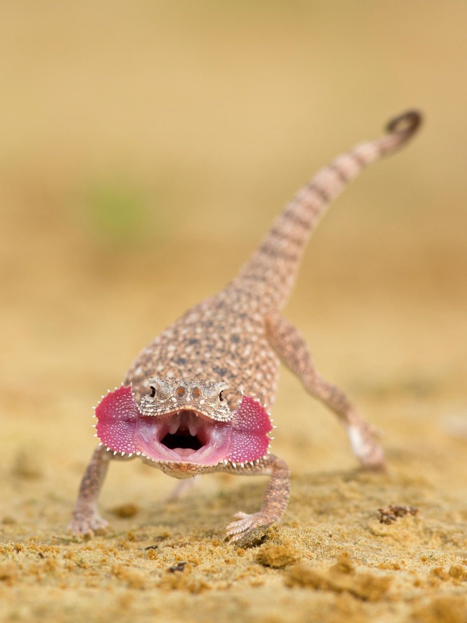 Геккон эублефар розовый