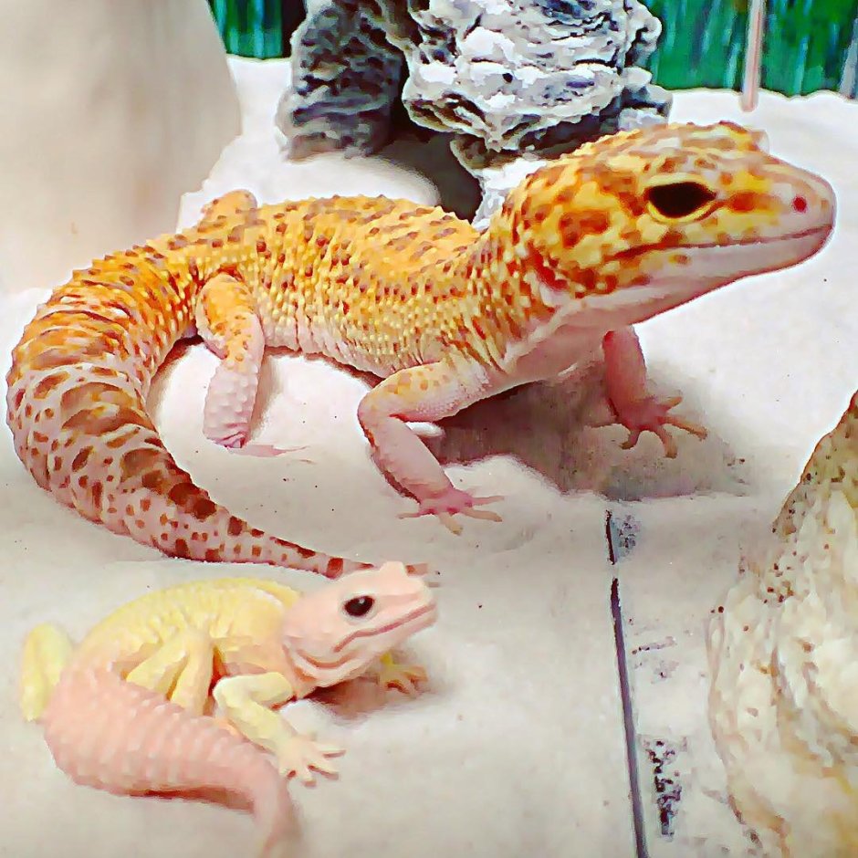 Геккон эублефар милые