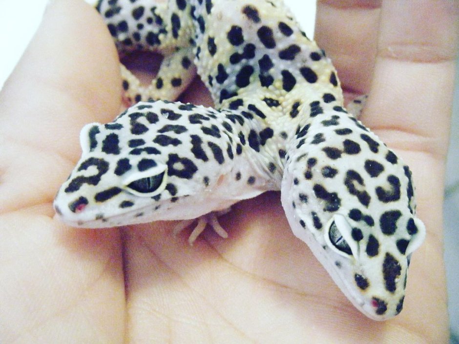 Геккон эублефар милые