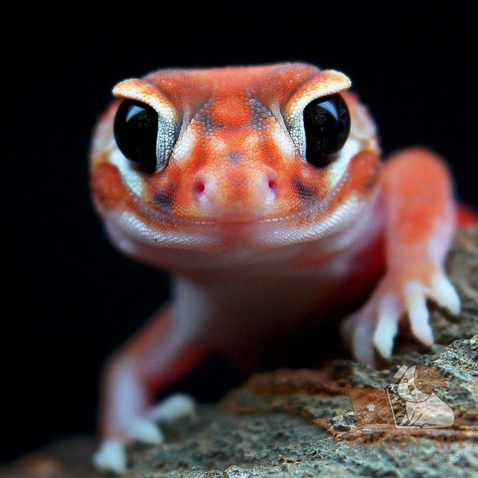 Геккон эублефар красный