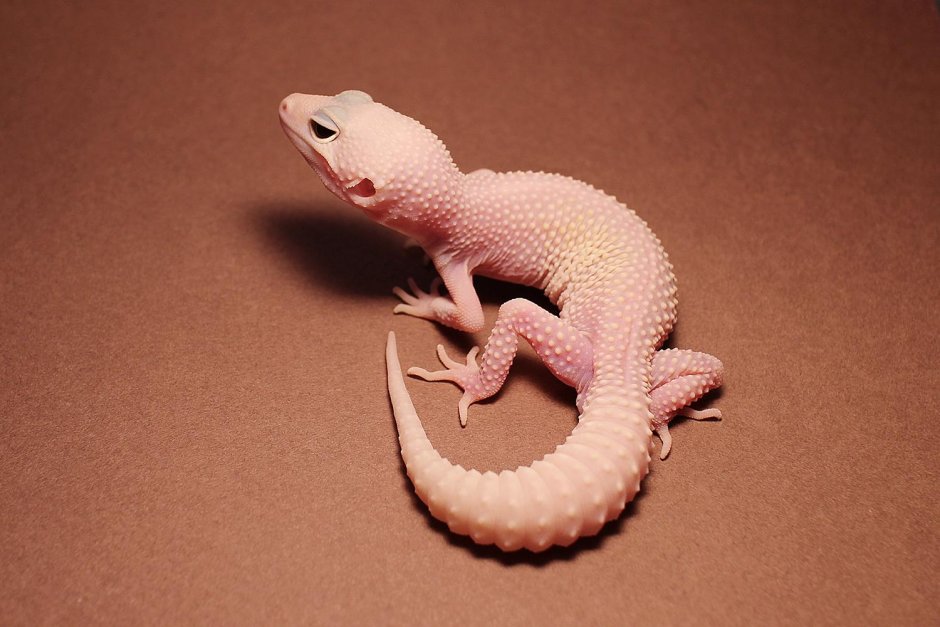 Геккон эублефар розовый