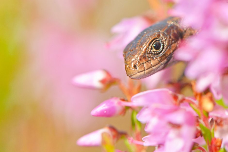 Ящерица с цветами