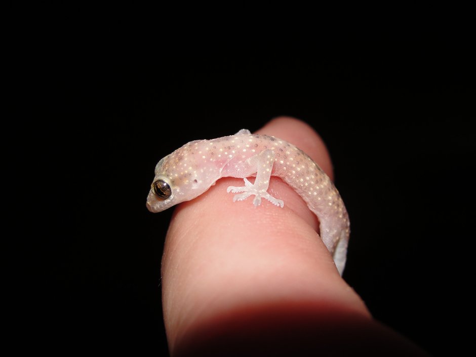 Геккон эублефар милые чёрный