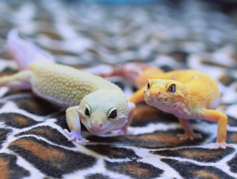 Геккон пятнистый эублефар