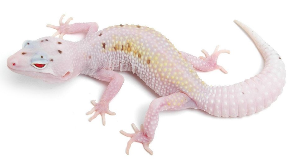 Геккон пятнистый эублефар белый