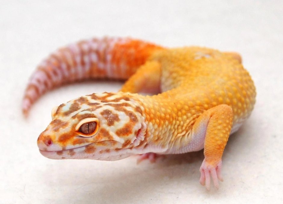 Эублефар леопардовый геккон