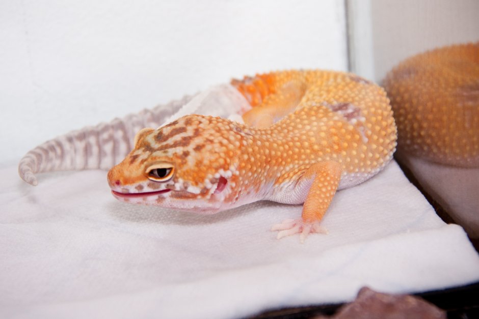 Эублефар желтый пятнистый