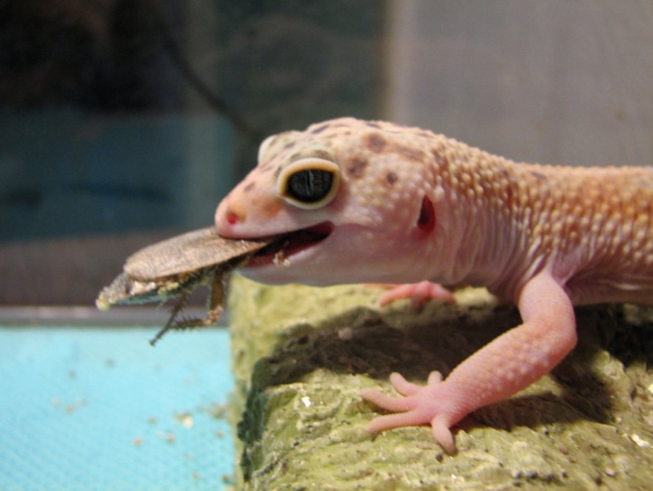 Геккон пятнистый эублефар