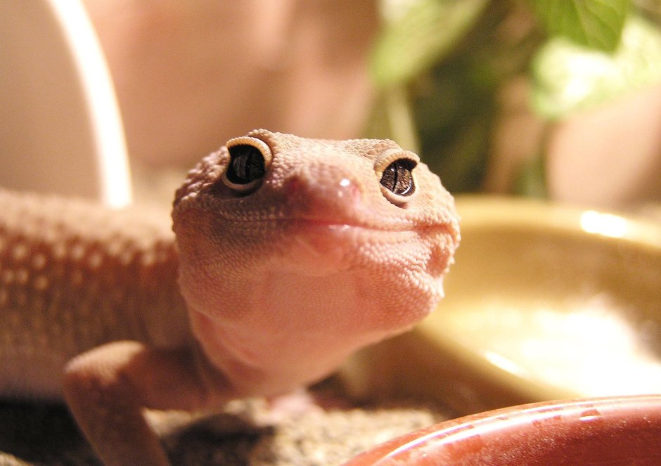 Ящерица геккон эублефар