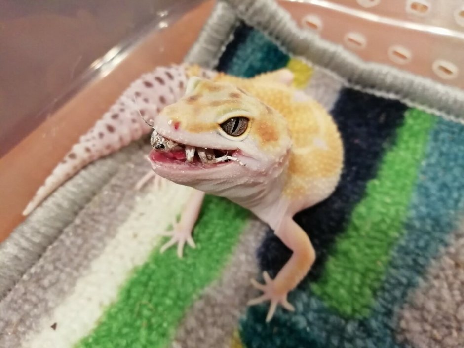 Ящерица геккон эублефар