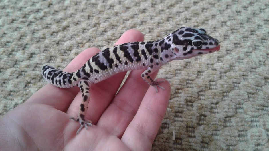 Пятнистый эублефар фиолетовый