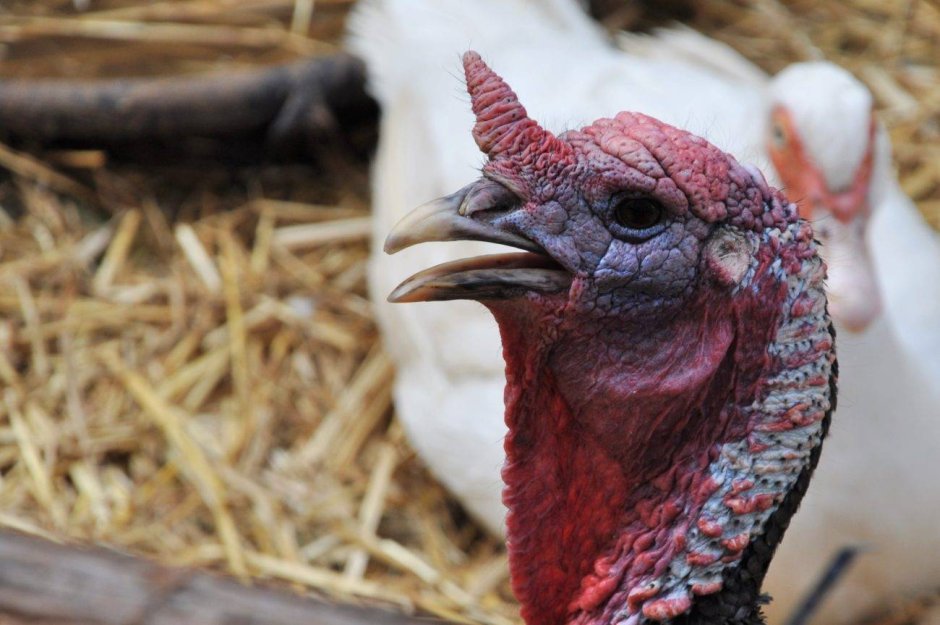 Meleagris gallopavo = обыкновенная индейка, индюк