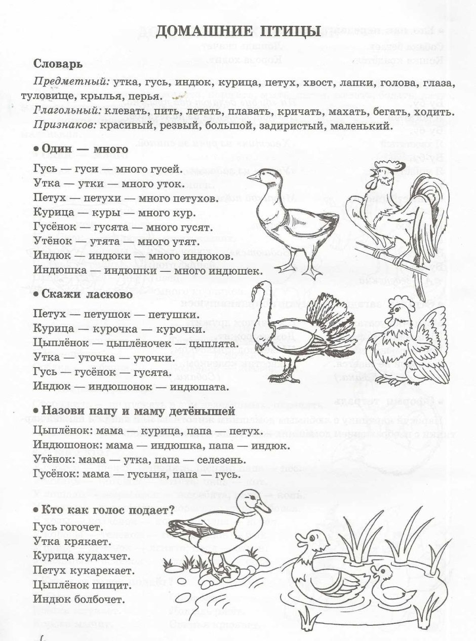 Голова индюка
